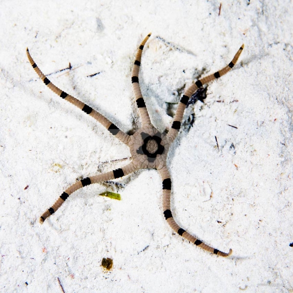 Serpent Banded Starfish