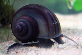 large_11072_black_snail.jpg