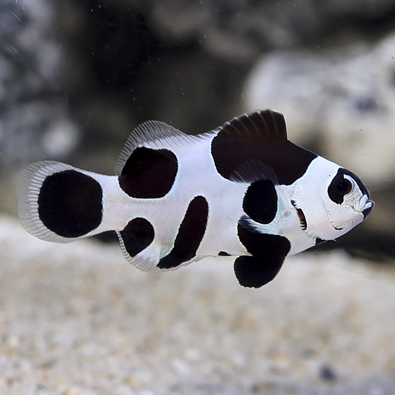 large_11094_Black_Storm_Clownfish_LRNR.jpg
