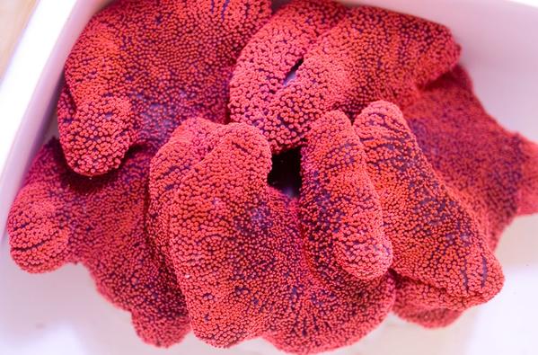 large_11136_carpet-anemone-red-stichodactyla-gigantea-anemones-yourfishstore_grande.jpg