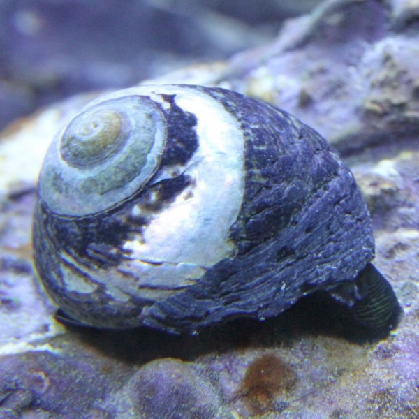 large_11211_margarita-snail.jpg