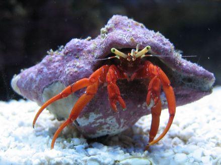 large_11211_red_leg_hermit_crab.jpg