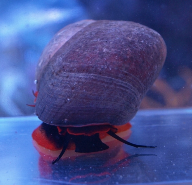 large_11213_red_moon_snail.jpg