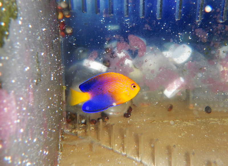 洋楽 Angelfish Angelfish – Violet Aquarium