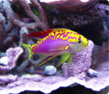 large_11378_pseudanthias_ventralis.jpg