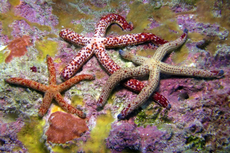 large_11394_Dalmation_Starfish_lrnr.jpg