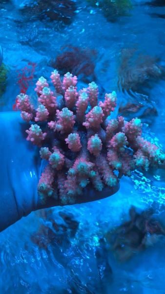 large_11408_australia-acropora-3.jpg