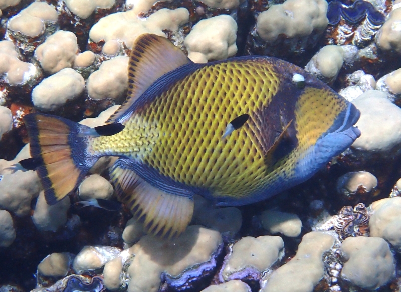 large_11413_Titan_Triggerfish_LRNR.jpg