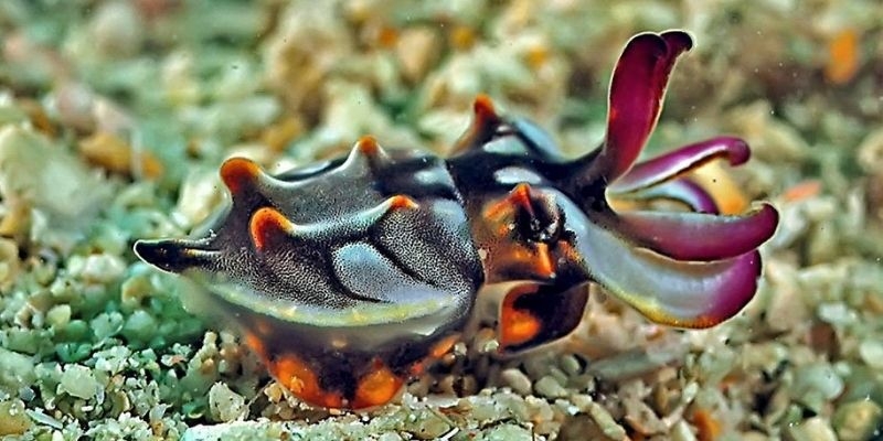 large_11423_Flamboyant-Cuttlefish_LRNR.jpg