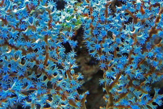 large_11431_blueberry-gorgonian-acalycigorgia-sp-1.jpg