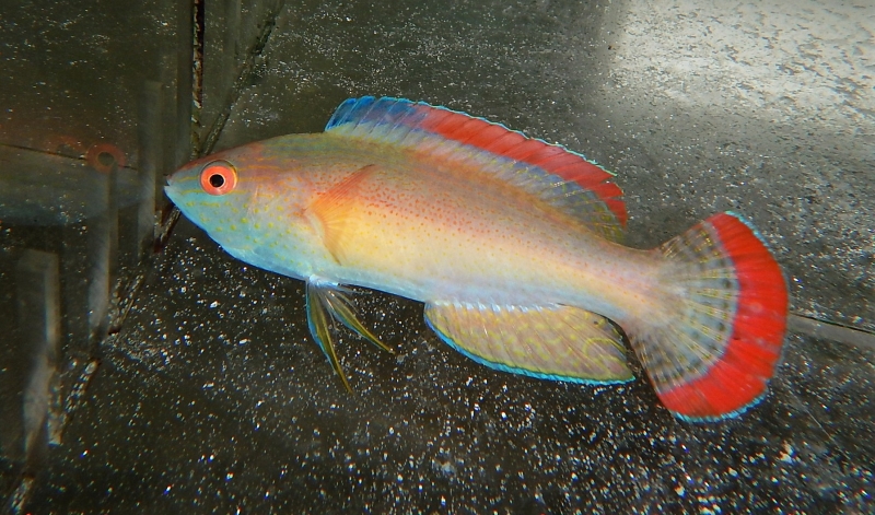 large_11500_Redmarginwrasse.jpg