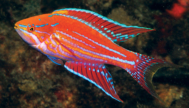 large_11503_Angulatuswrasse.jpg
