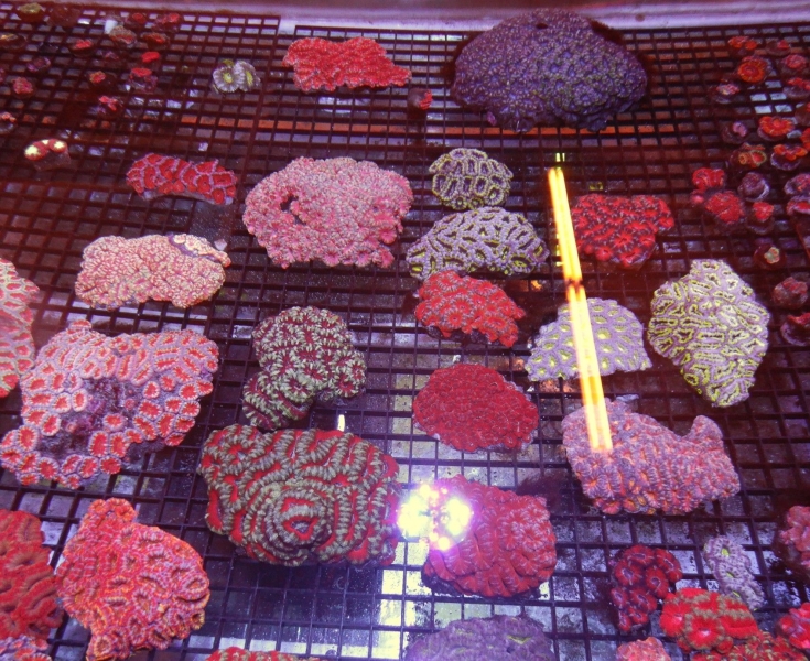 large_11511_highendcorals.jpeg
