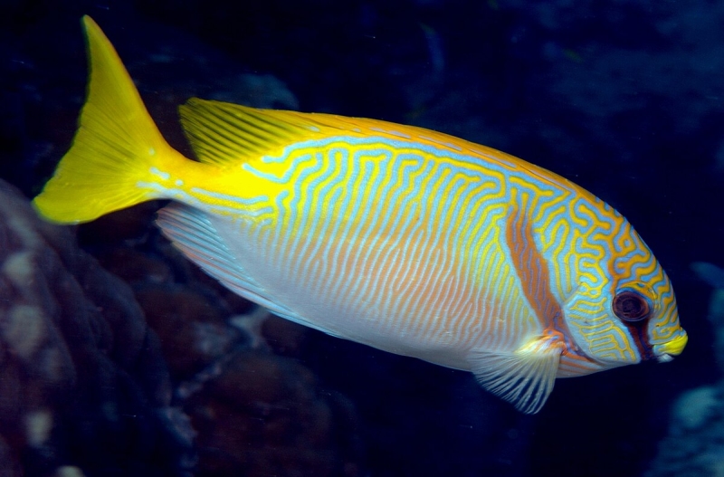 large_11591_Scribbled_rabbitfish_LRNR.jpg