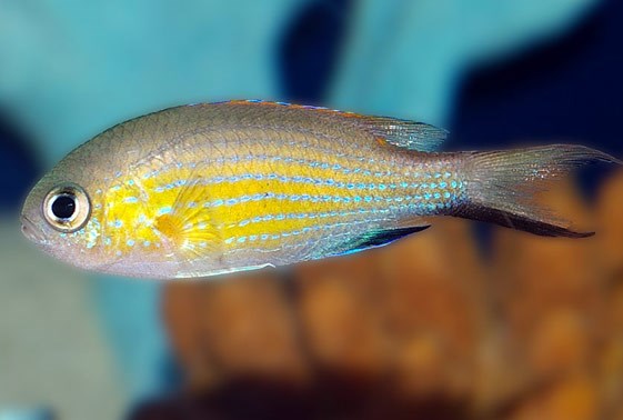 large_11624_vanderbilt-chromis-chromis-vanderbilti-LRNR1.jpg