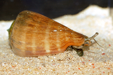 large_11632_Tigersandconch.jpg