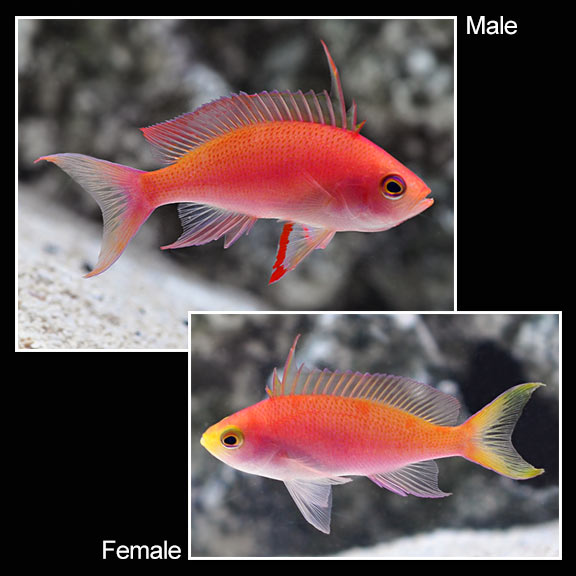 large_11636_randallsanthias.jpg