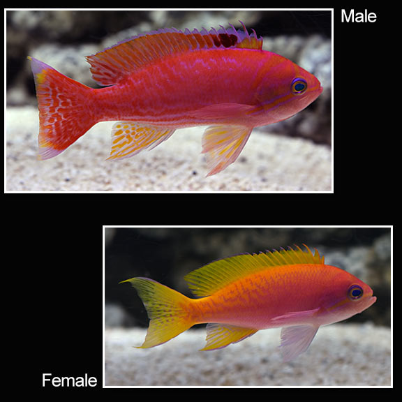 large_11651_bimaculatus_anthias.jpg