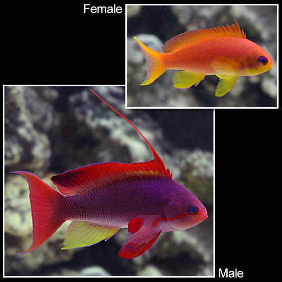 large_11652_Lyretail_anthias.jpg