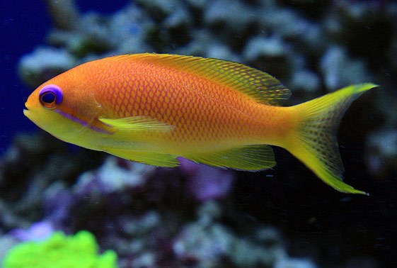 large_11652_lyretail-anthias-pseudanthias-squamipinnis-1.jpg