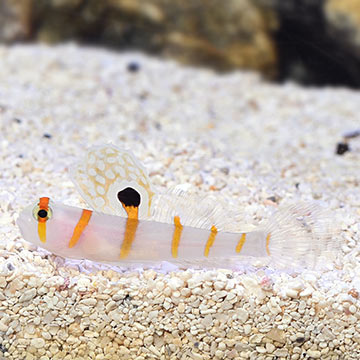 large_11676_Randalls_shrimp_goby_LRNR.jpg