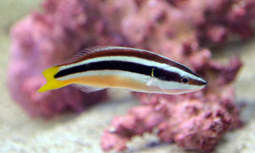 large_11681_yellowtail_cleaner_wrasse.jpg