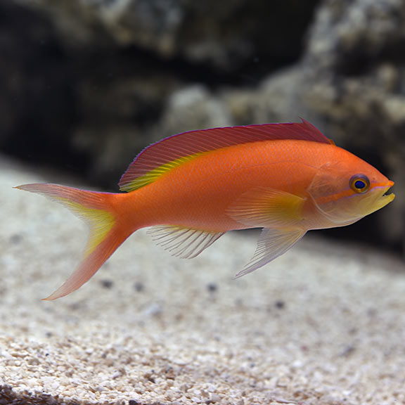large_11690_ignitus_anthias_male.jpg