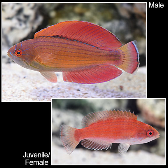 large_11725_Eightline_Flaher_Wrasse_LRNR.jpg