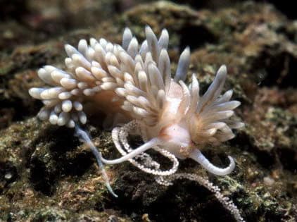 large_11771_Berghia_Nudibranch_LRNR.jpg