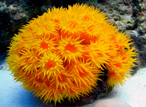 large_11800_Sun_polyps_yellow_orange.jpg