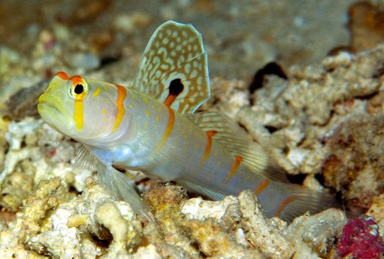 large_11809_orange-stripe-prawn-goby-amblyeleotris-randalli-LRNR1.jpg