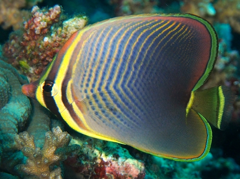 Triangular Butterfly Triangle Butterfly; Fiji - Chaetodon baronessa