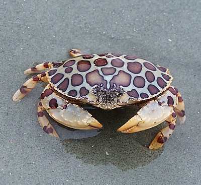 large_11831_Calico_crab.jpg