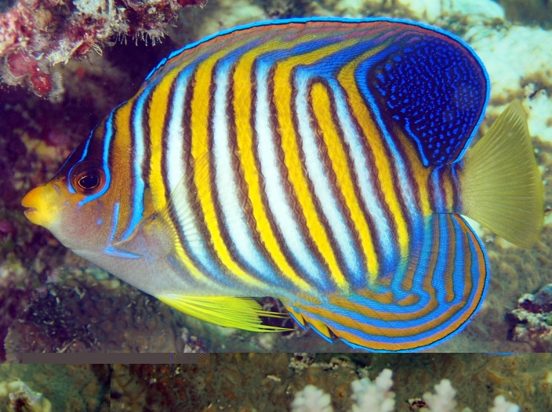large_11836_Regal_angel_fiji.jpg