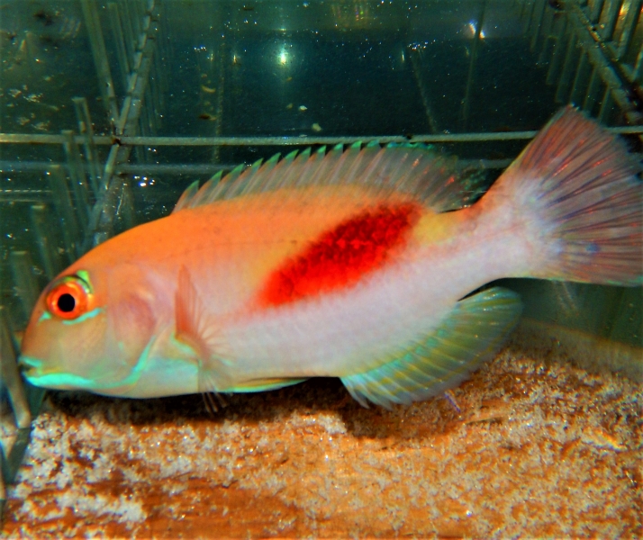 large_11858_Red_stripe_Tusk_wrasse.JPG