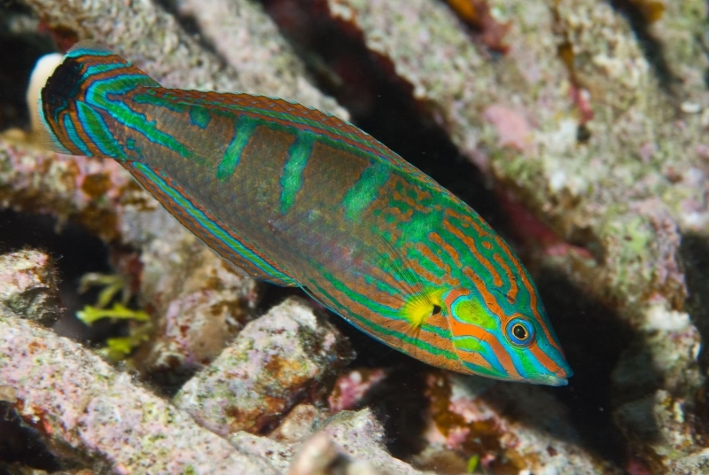 large_11865_large_9090_Pinstriped_Wrasse.jpg