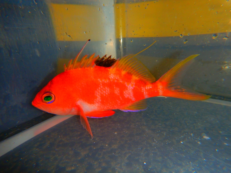 large_11882_Sakura_anthias_rare!.JPG