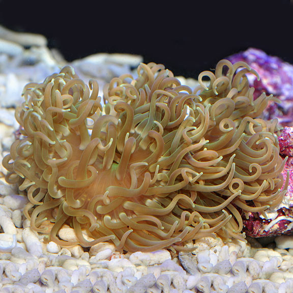 large_11930_large_12343_Long_tentacle_anemone_LRNR.jpg