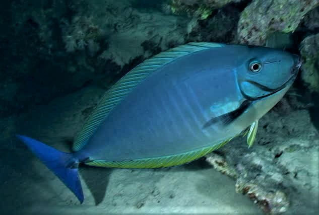 large_11959_Blue_Tail_Naso_Tang_-_Naso_hexacanthus.jpg