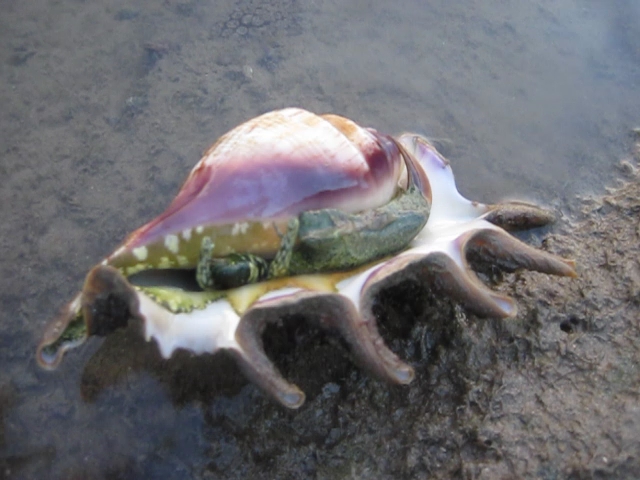 large_11991_Spider_conch_LRNR.jpg