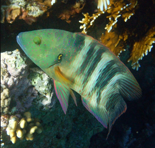 Broomtail Wrasse Juv Red Sea Cheilinus Lunulatus