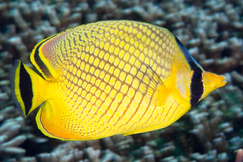 large_12002_Rafflesi_Butterfly_-_Chaetodon_rafflesi.jpg