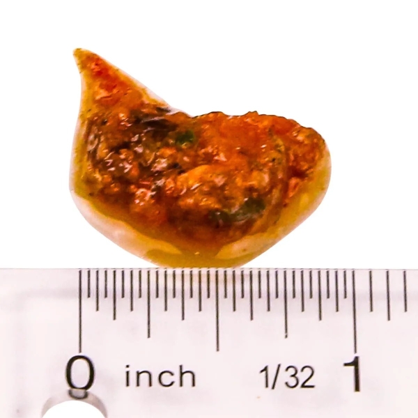 large_12018_rod_s_herb.jpg
