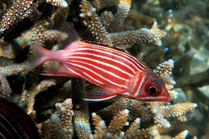 large_12068_Candy_Cane_Squirrelfish.jpg