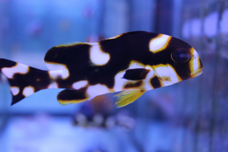 large_12089_Oriental_sweetlips.jpg