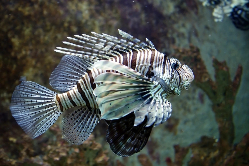 large_12217_Miles_Lionfish_LRNR.jpg