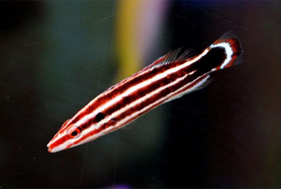 large_12246_candy-stripe-hogfish-bodianus-sepiacaudus-LRNR1.jpg