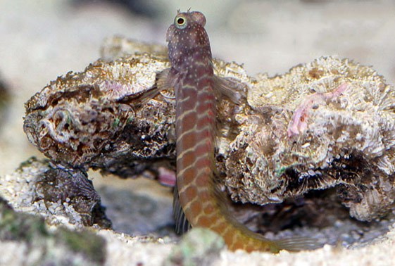 large_12265_segmented-sailfin-blenny-salarias-segmentatus-1.jpg