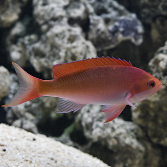 large_12304_Red_fairy_basslet_anthias.jpg