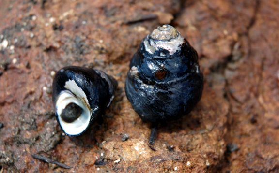 large_12312_Black_tegula_snail_lrnr.jpg